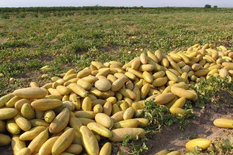 آیا کاشت خربزه در زمین شور امکان پذیر است